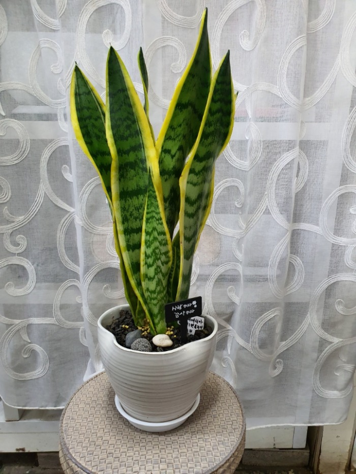 꼼