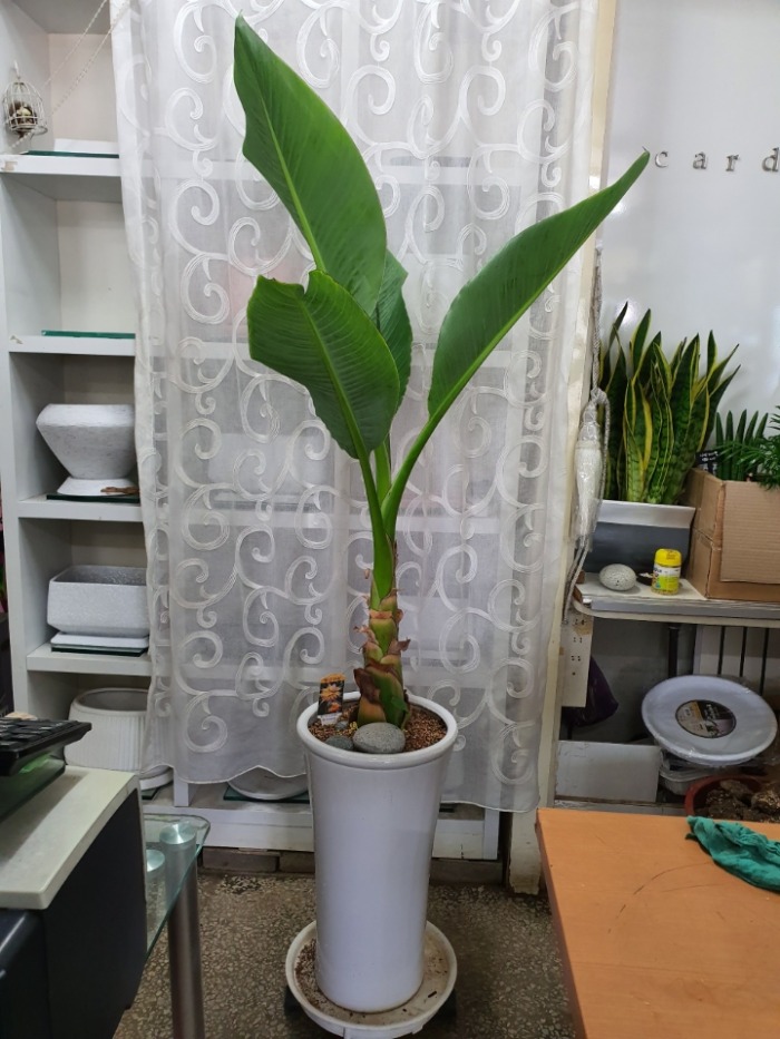 Ȳݿɹٳ